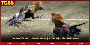 Đá Gà Cựa Sắt - Hình Thức Trận Đấu Đặc Sắc Nhất 2026