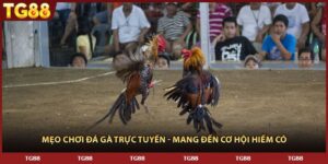 Mẹo Chơi Đá Gà Trực Tuyến - Mang Đến Cơ Hội Hiếm Có